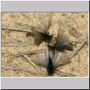 Stylops melittae - Faecherfluegler m42 5mm.jpg